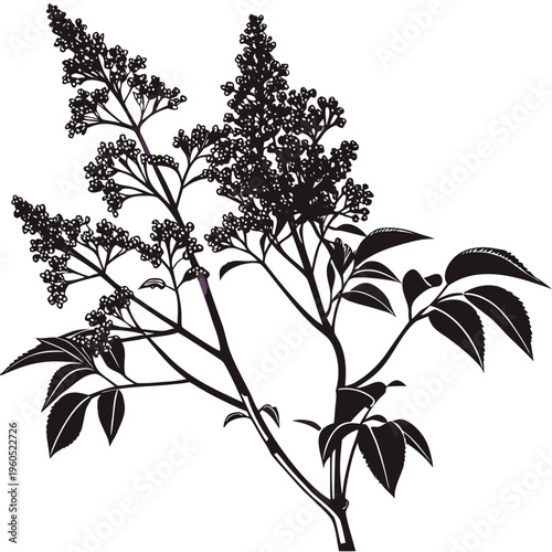 syringa josikaea silhouette vector