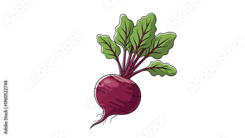 Organic beetroot with a deep purple bulb and fresh green leaves, showing its natural root system and vibrant color.