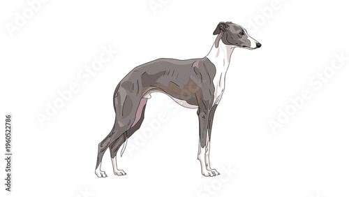 Sleek grey and white greyhound stands tall in a side profile view, showcasing its slender and athletic build on a plain background.