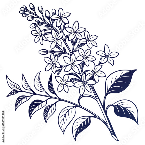 syringa josikaea line art