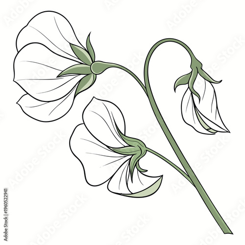sweet pea flower vector