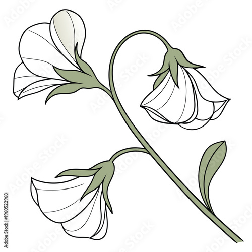 sweet pea flower vector