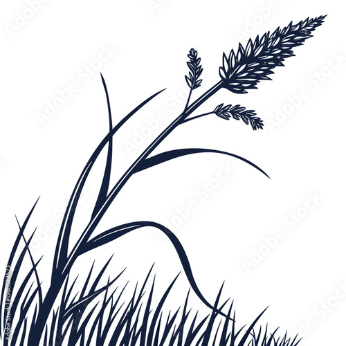 stiff blue eyed grass silhouette 