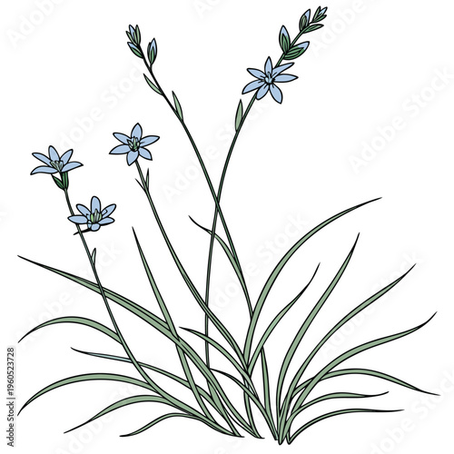 stiff blue eyed grass vector line art on white