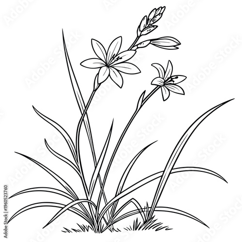 stiff blue eyed grass line art design