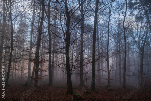 Nebel im Friedwald