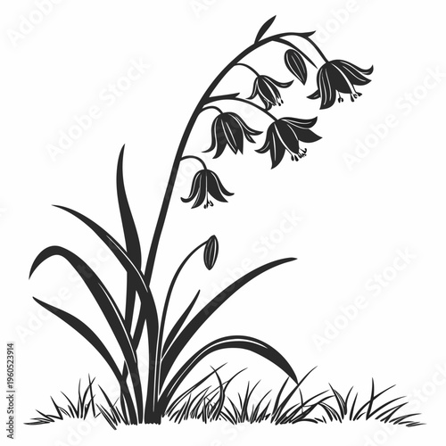 siberian squill flower silhouette on white