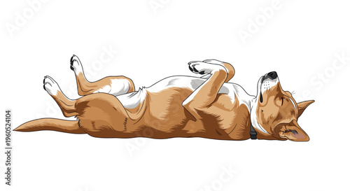 Adorable brown and white dog lying playfully on its back in a relaxed and submissive pose against a clean white background.