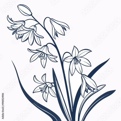 siberian squill line art on white background