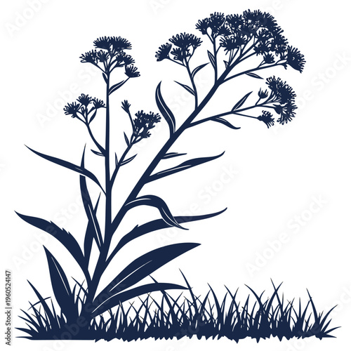 siberian bugloss silhouette on white