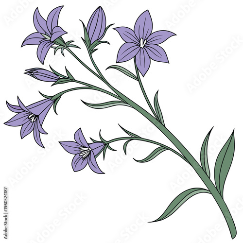 siberian bugloss on white background