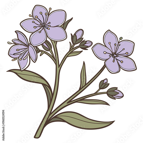 siberian bugloss flower 