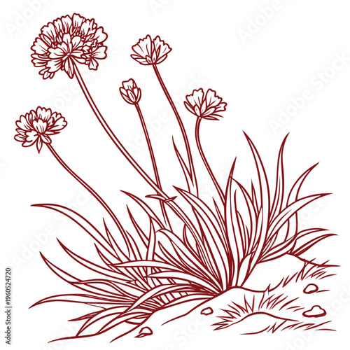 line art of sea thrift red flower