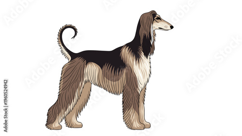 Elegant Afghan Hound dog with long flowing silky fur and a slender profile standing gracefully on a white background.