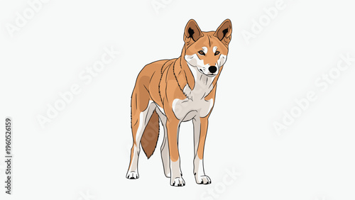Detailed dingo animal standing alert on a plain white background showing its wild canine features and orange fur.