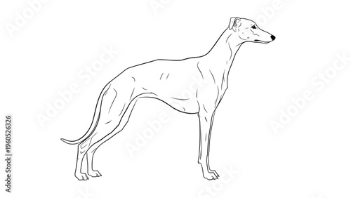 Side profile line drawing of a slender Greyhound dog standing on a white background for pet and canine themed designs.