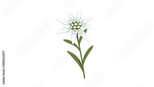 Beautiful white edelweiss flower grows on a green stem with leaves in a botanical illustration for mountain flora and nature themes.