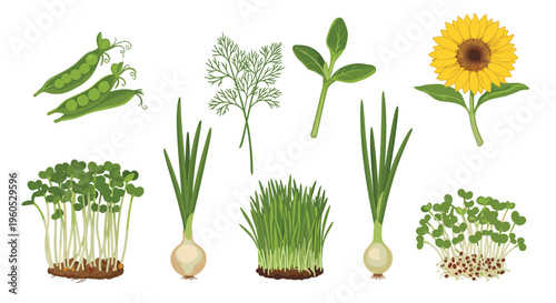 Collection of various green seedlings herbs and a bright sunflower for garden planning organic farming and botanical studies in a flat style.