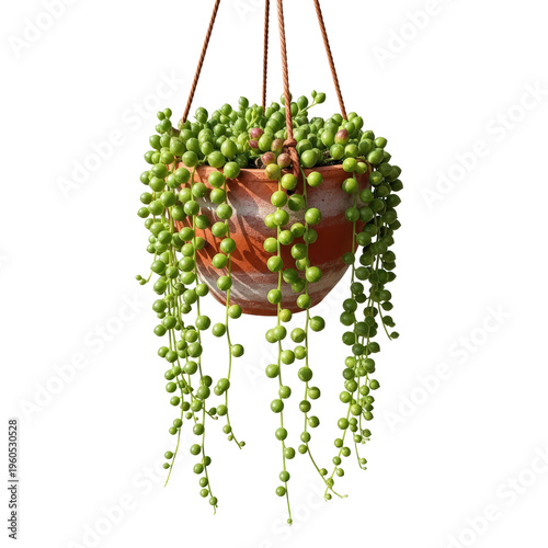 Hanging String Of Pearls Plant In Terracotta Pot Isolated On a transparent Background