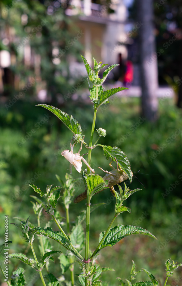 Fototapeta premium Photo of a grasshopper and its exoskeleton. The grasshopper has undergone the molting process.