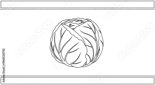 Minimalist cabbage head line drawing for healthy lifestyle and fresh produce design elements