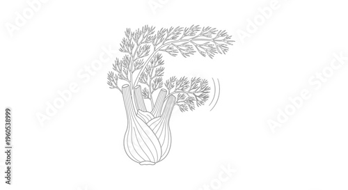 Detailed line art illustration of a fresh fennel bulb with delicate fronds on white background