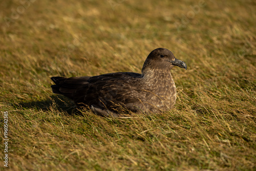 A brown skua (Stercorarius antarcticus), also known as the Antarctic skua, Subantarctic skua, southern great skua, southern skua, or hākoakoa.