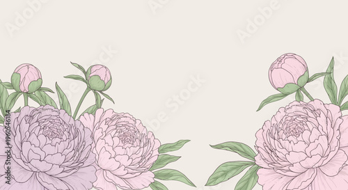 Elegant Hand-Drawn Pink Peony Flowers and Buds Botanical Illustration on a Serene Light Background