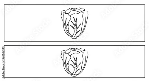 Clean line art illustration of fresh green cabbage heads for healthy food designs and organic
