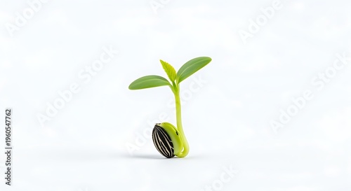 Green sprout growing from seed on white background