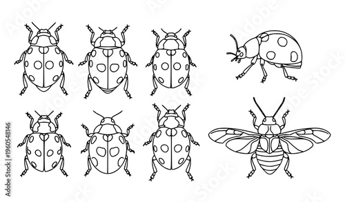Ladybird beetle line art set insect outline vector illustration isolated on white background