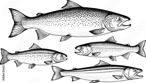 Salmon and trout fish collection, hand drawn vintage engraving style, aquatic seafood vector illustration, freshwater river wildlife isolated on white.