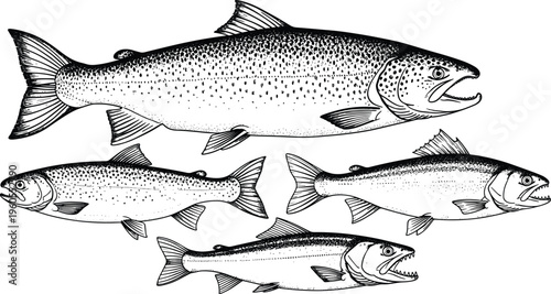 Vintage trout and salmon fish vector illustration set featuring detailed hand drawn engraving style for fishing menu and outdoor adventure design.