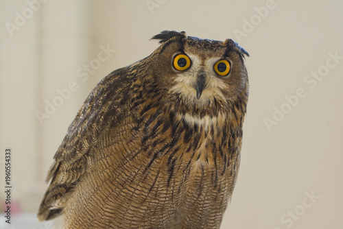 The owl at the zoo is focusing on its eyes.