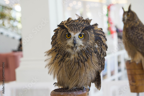 The owl at the zoo is focusing on its eyes.
