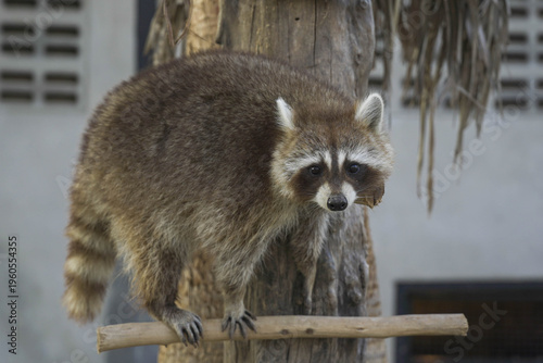A raccoon at the zoo is perched on a log.