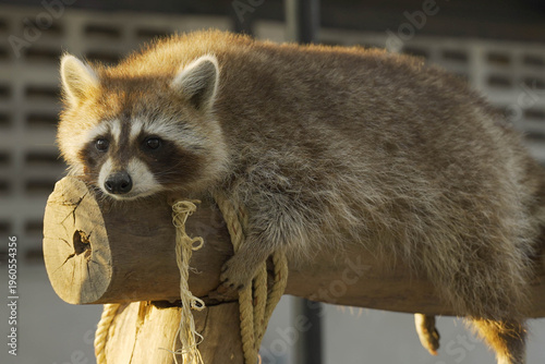 A raccoon at the zoo is perched on a log.