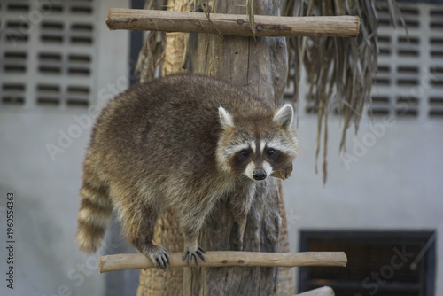 A raccoon at the zoo is perched on a log.