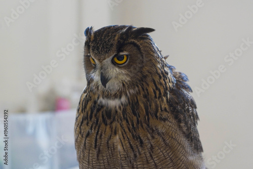 The owl at the zoo is focusing on its eyes.