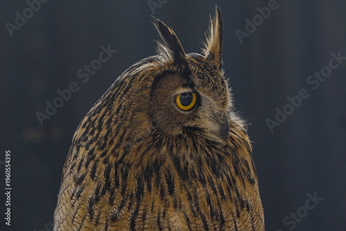 The owl at the zoo is focusing on its eyes.