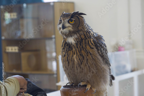 The owl at the zoo is focusing on its eyes.