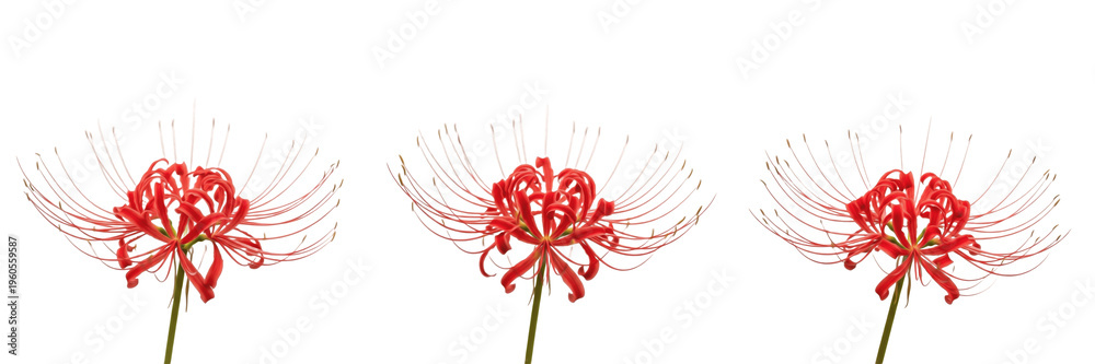 Obraz premium Red Spider Lily Blossom Set Isolated on White - Lycoris Radiata Floral Photography, Higanbana Japanese Equinox Flower for Botanical Illustration, Garden Decor, and Autumn Concepts