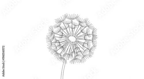 Dandelion Seed Head Illustration Art.