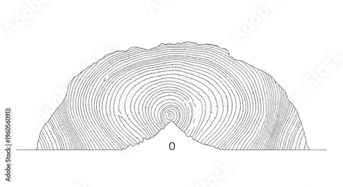 Tree Stump Cross Section Rings.