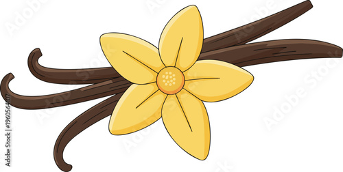 Vanilla pods and flowers vector illustration isolated on white background, botanical spice ingredient, natural flavoring plant design