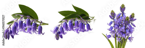 Принти на полотні Set of beautiful bluebell flowers with green leaves isolated on white background