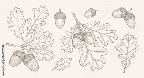 Hand-drawn oak leaves and acorns illustration, a classic botanical sketch evoking autumn and nature's bounty