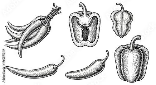 A collection of various peppers, including whole and sliced varieties, presented in a stippled illustration style