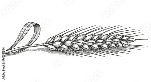 Hand-drawn illustration of a single golden wheat ear, perfect for designs related to baking, agriculture, and natural ingredients