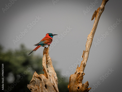 фотографія Northern carmine bee-eater perched on dead tree Murchison Falls Uganda